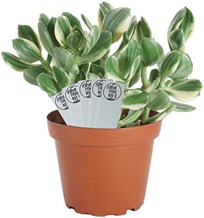 SucCuteLents - Variegated Jade Plant Crassula Ovuta in 4" Planter Pot
