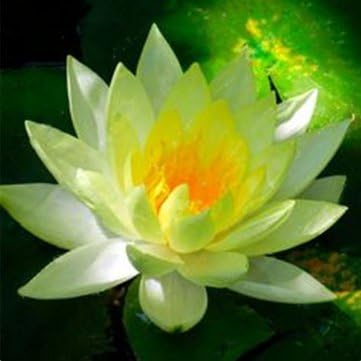 Bshopy Lotus Flower Seeds Aquatic Plants Bonsai Lotus Seeds Perennial Plant for Home Garden