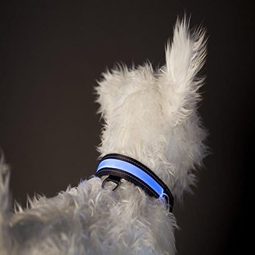 LED-Lighted USB/Solar Rechargeable Dog Collar