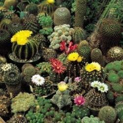 Cactus - Finest Mixed - 50 Seeds