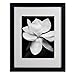 Trademark Fine Art Magnolia Canvas Wall Art by Michael Harrison with Black Frame, 16 by 20-Inch