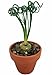 Hirt's Gardens Rare Frizzle Sizzle Plant Albuca Strange-Succulent House