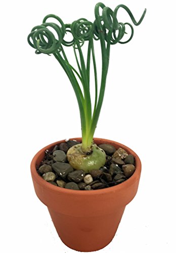 Rare Frizzle Sizzle Plant - Albuca - STRANGE - 3 Bulbs - Succulent House Plant Rare Frizzle Sizzle Plant - Albuca - STRANGE - 3 Bulbs - Succulent House Plant