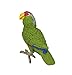 Safari Ltd Wings of the World Green-Cheeked Amazon Parr