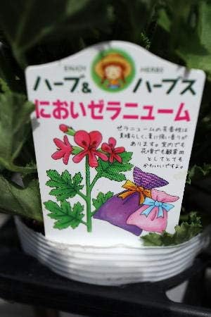 Amazon 多年草 蚊取草 ハーブ センテッドゼラニウム ローズゼラニウム ラベル付き3 5号苗 ハーブ