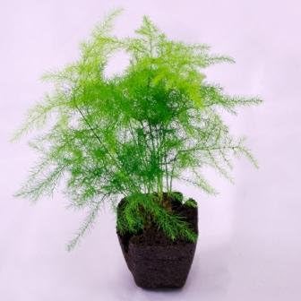 Jozpictsik1k2 選択した画像 アスパラガス 育て方 観葉植物 観葉植物 アスパラガス プルモーサス 育て方