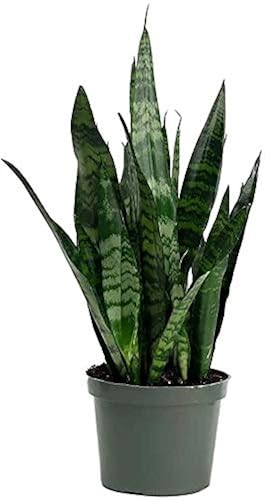 American Plant Exchange Snake PlantMedium 6-Inch Pot Green Sansevieria  Zeylanica, Low-Maintenance, Air-Purifying Live Houseplant for Home, Office,  or Outdoor Garden DcorGreat Gift for Plant Lovers in Saudi Arabia | Whizz  Shrubs