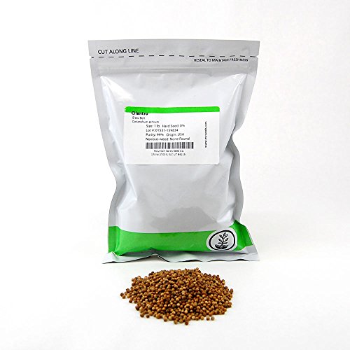 Slow Bolt Cilantro Herb Seeds: 1 Lb - Non-GMO Micro Greens & Herbal Gardening Seeds Slow Bolt Cilantro Herb Seeds: 1 Lb - Non-GMO Micro Greens & Herbal Gardening Seeds