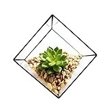 Cube Shaped Succulent Pyramid Tabletop Succulent Plant Terrarium Box