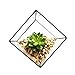 Cube Shaped Succulent Pyramid Tabletop Succulent Plant Terrarium Box