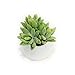 Small Faux Sedum Succulent in Round White Ceramic Planter - 4 x 4.5 Inches - Marmeda Decor Potted Artificial Plant in Glazed Clay Vase - Global Modern Decor for Home or Office