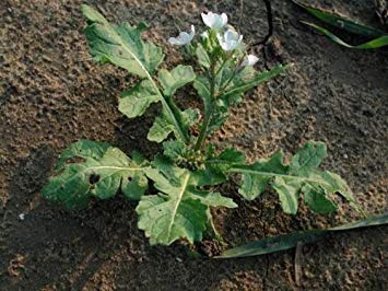 PlenTree Wasabi Arugula Diplotaxis Erucoide 250 Seedswasabi Substitute Combsh