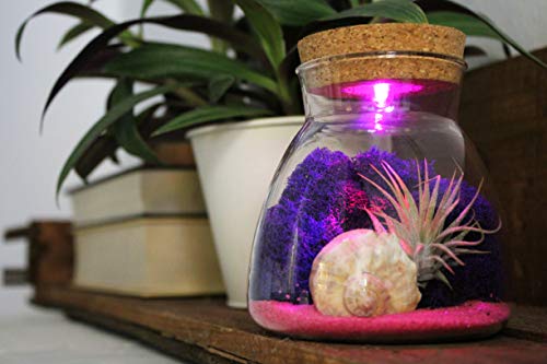 NW Wholesaler – Live Tillandsia Air Plant LED Lighted Terrarium – Multi Color Illuminating Light Display Changes Air Plants Color! (Pink Sand)