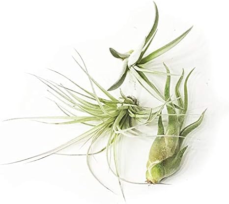Amazon エア プランツ エアプランツ チランジア おまかせ３種類セット Airplants 観葉植物 本物 観葉植物 オンライン通販