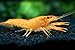 Aquatic Arts 1 Juvenile Neon Red Crayfish | Live Freshwater Aquarium Lobster/Crawfish/Crawdad/Real Living Fish Tank Pet