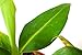 9GreenBox - Truly Tiny - Tiny Musa Banana Tree - 4