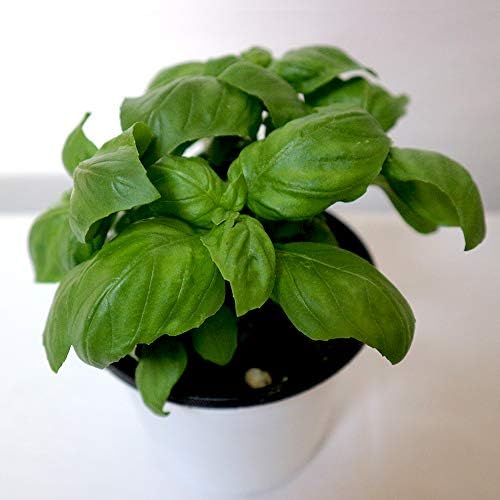 エバーリーフ ジェノベーゼ スイートバジルの苗 長期間多収穫できる新品種 栽培楽々で香り良く 美味しいスイートバジル 安心の実績 高価 買取 強化中 葉が黒くなりにくく ハーブ苗 新しいタイプのスイートバジル品種です 1個 12cm大苗半硬質ポット 花が咲きにくいので長