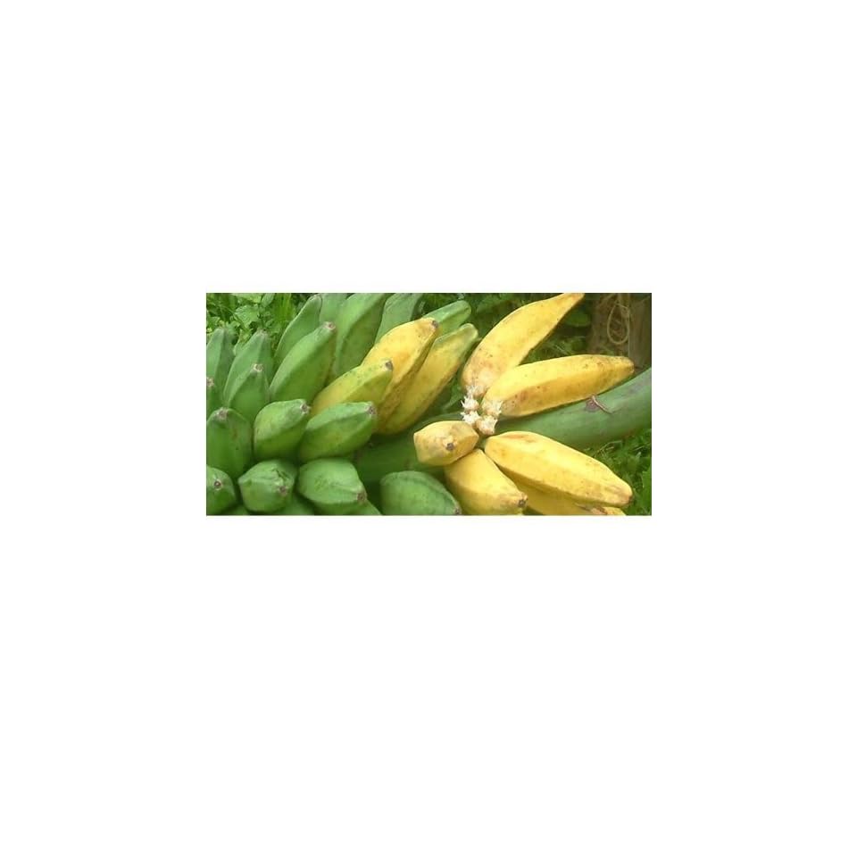 Musa balbisiana KANDARIAN BANANA TREE 5 gallon, TISSUE CULTURE on PopScreen