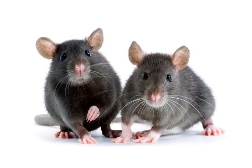 Pro-Gay Culture: The Mouse that Keeps on Roaring