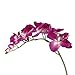 Ximkee 1 x Artificial Butterfly Orchid Flower Plant Home Decor Fuchsia (1pcs, Fuschia)