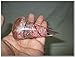 Exquisite Rose Quartz Orgone Antenna Cone Chakra Crystal Gemstones Agate Onyx Christmas EMF Protection Divine Spiritual
