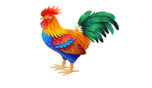 Amazon Com chophy Chickens 5d Diamond Painting Kits Diy For Adults Kidscolorful Cartoon Bright Rooster Beautiful Bird Chicken Cock Cockerel Diy Diamond Paint By Numbers Kit For Home Wall Decor 16x Inches