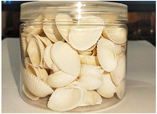 5 Small+Seashell+White+clamrose+Natural