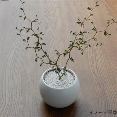 Amazon ソフォラ ミクロフィラ リトルベイビー メルヘンの木 観葉植物 観葉植物 オンライン通販