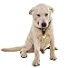 SCENEREAL Large Dog Collar Bell for Training, Hiking, Walking, Hunting(Bear Bell, Cow Bell)