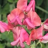 Annual Miss Willmott Sweet Pea Certified 25 Seeds #008 Item UPC#636134972830