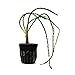 SubstrateSource Crinum calamistratum Small African Onion Live Aquarium Plant
