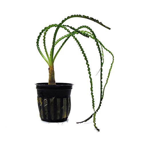 SubstrateSource Crinum calamistratum Small African Onion Live Aquarium Plant