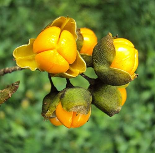 1000 Seeds Celastrus paniculatus, Malkangani, Black Oil Plant Intellect Tree
