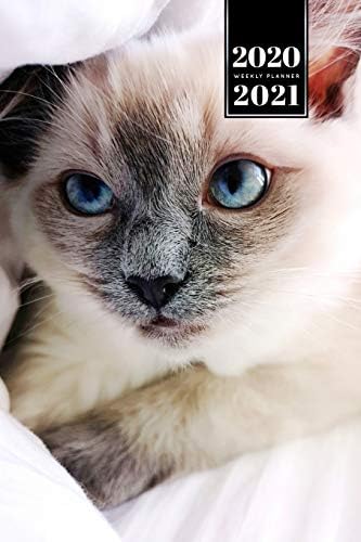 シャム猫 子猫 キティ 週間 毎週 プランナー 主催者 21 A5 ポケットサイズ かわいい赤ちゃん かわいい動物ペットの所有者週刊弾丸ジャーナルノート日記 ポケットサイズ Din A5 ポケット プランナー かわいい猫 Amazon Com Tr