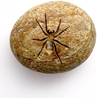 Rocknob Colorado Spider Gear Shift Knob