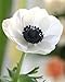 20+ White Anemone Flower Seeds / Perennial