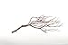 Koyal Wholesale Real Manzanita Branches, 12-Inch, Natural Brown