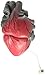 Color Changing Realistic Heart