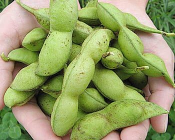 Amazon Co Jp 最高級丹波篠山産黒枝豆 約1 1kg束 2束 限定100セット 発送開始しました 丹波秋の味覚 Food Beverage Alcohol