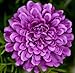 Saavyseeds Royal Lavender Marigold Seeds - 30+ Count