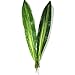 10 PCS Fake Faux Artificial Tropical Leaves Green Single Leaf for Home Kitchen Party Decorations / Warmter (Dark Green)