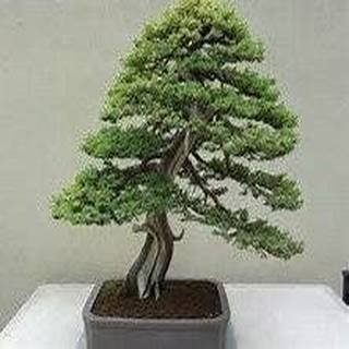 35 Seeds Chinese Yew Taxus Tree, wallichiana chinensis Bonsai(Taxus chinensis)