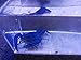 Polar Bear’s Pet Shop Female Electric Blue Crayfish Live Fish Crawfish crawdad Lobster Shrimp Aquariumthumb 4
