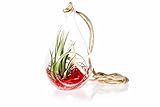 Hinterland Trading Air Plant Starfish Scene In Teardrop Terrarium