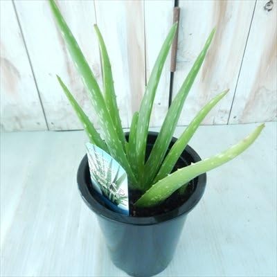 Amazon アロエベラ 食用アロエ ジュース 万能薬 4号鉢 観葉植物 オンライン通販