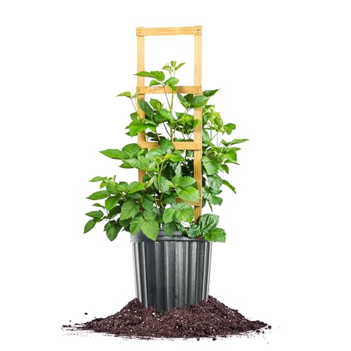 Perfect Plants Apache BlackBerry 3 Gallon | Live Fruit Bush for Gardening | Swe…