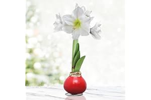 HOLLAND BULB FARMS Red Base Waxed Amaryllis White Intokazi Flower Bulb with Stand, No Water Needed