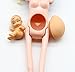 Papabasi Educational Real Pregnant Doll Suits Mom Doll Have a Baby In Her Tummy For Barbie