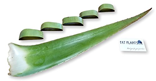 Fat Plants San Diego 2 Aloe Vera Leaves