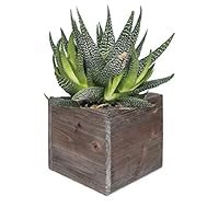 CYS EXCEL Rustic Cube Planter Box, Wood Planter, Decorative Craft Box, Succulent and Floral Arrangements, Wood Box with Removable Liner H:4" Open:4x4